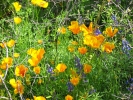 PICTURES/Picacho Peak & Casa Grande/t_Picacho Peak - Poppies1.JPG